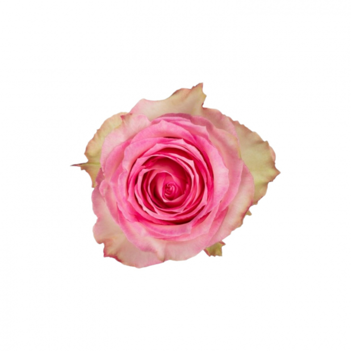 Trandafir ecuador Esperance Premium Roz Crem 70 cm [1]