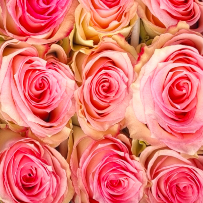 Trandafir ecuador Esperance Premium Roz Crem 70 cm [5]