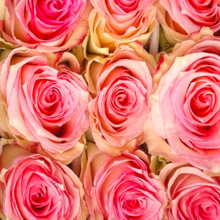 Trandafir ecuador Esperance Premium Roz Crem 80 cm [4]