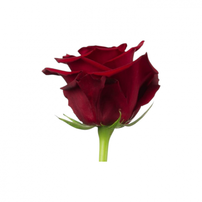 Trandafir ecuador Explorer Super Premium Rosu 60 cm [2]