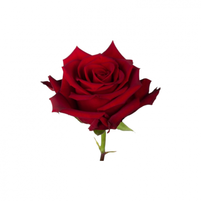 Trandafir ecuador Explorer Super Premium Rosu 60 cm [3]