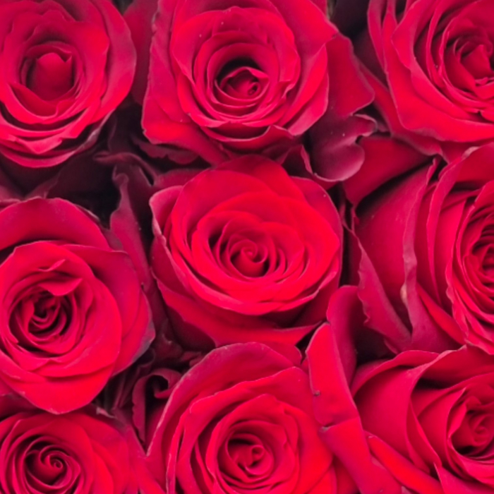 Trandafir ecuador Freedom Standard Rosu 60 cm [4]