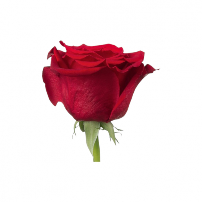 Trandafir ecuador Freedom Standard Rosu 60 cm [2]