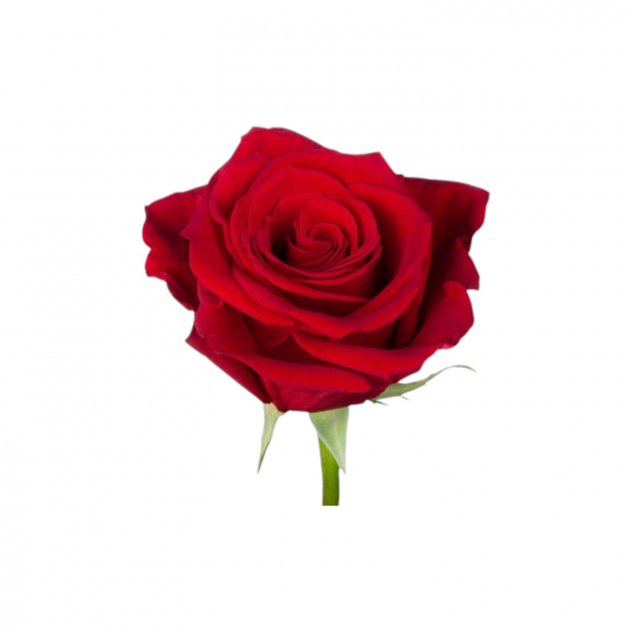 Trandafir ecuador Freedom Standard Rosu 60 cm [3]