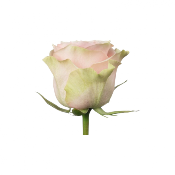 Trandafir ecuador Frutteto Super Premium Roz Crem 50 cm [2]