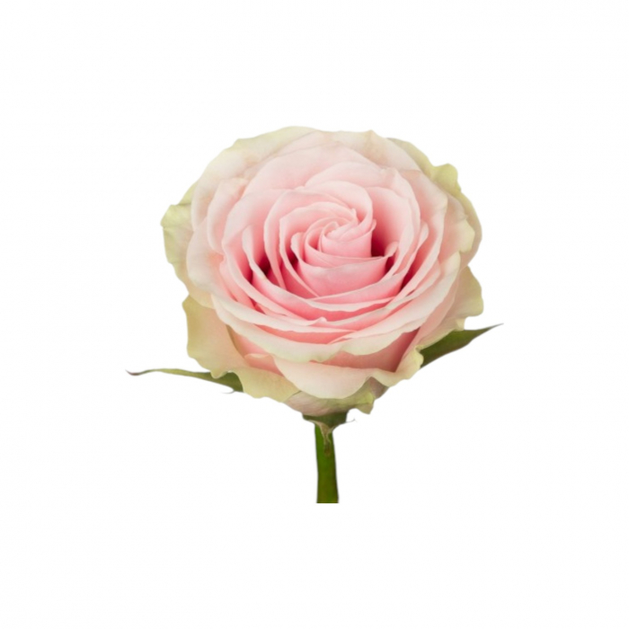 Trandafir ecuador Frutteto Super Premium Roz Crem 50 cm [3]