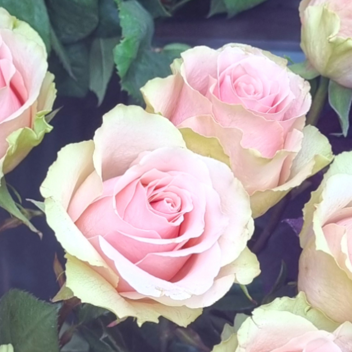 Trandafir ecuador Frutteto Super Premium Roz Crem 60 cm [4]