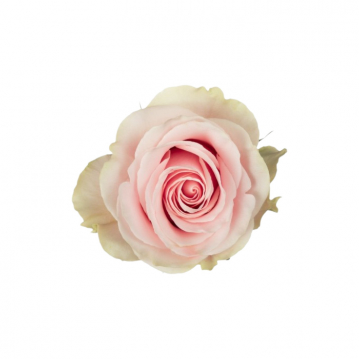 Trandafir ecuador Frutteto Super Premium Roz Crem 70 cm [1]