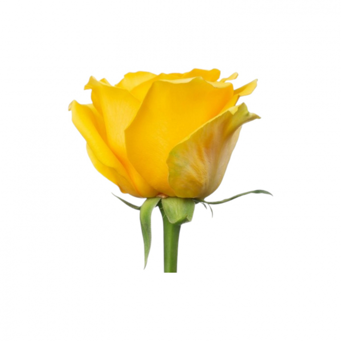 Trandafir ecuador Goldfinch Super Premium Galben 50 cm [2]