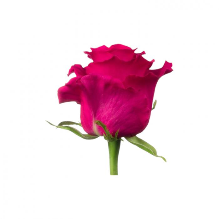 Trandafir ecuador Gotcha Super Premium Roz 80 cm [2]