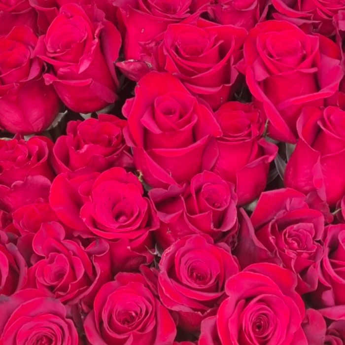 Trandafir ecuador Gotcha Super Premium Roz 80 cm [4]