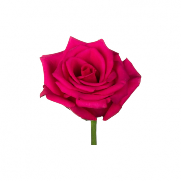 Trandafir ecuador Hot Explorer Premium Roz 80 cm [3]