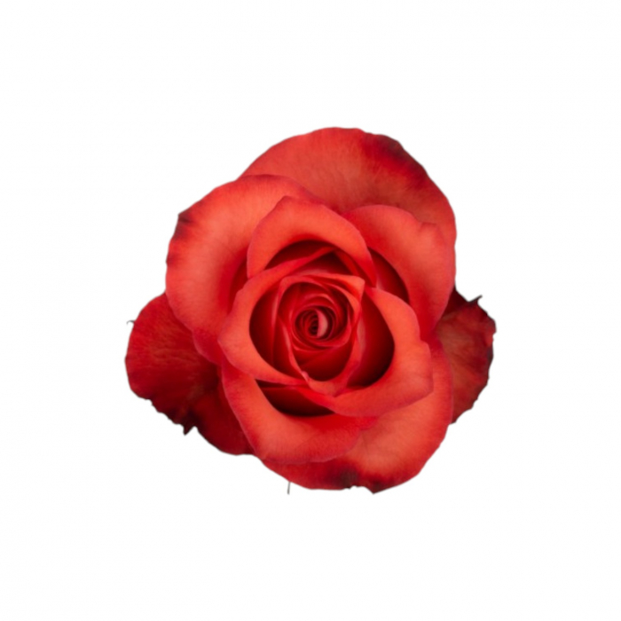 Trandafir ecuador Iguana Standard Bicolor Caramiziu Inchis 70 cm [1]