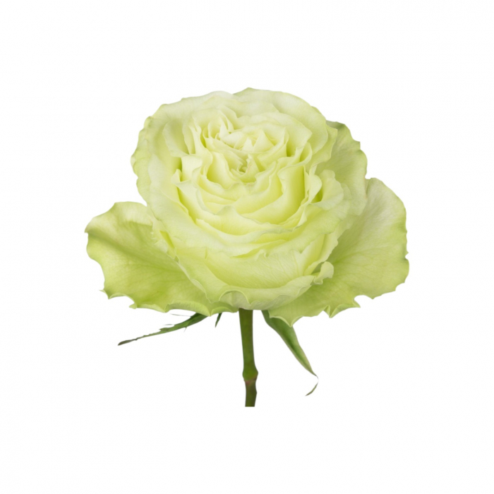 Trandafir ecuador Lemonade Premium Verde 40 cm [3]