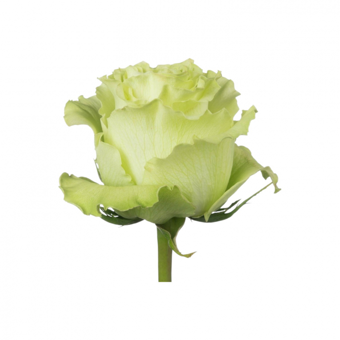 Trandafir ecuador Lemonade Premium Verde 70 cm [2]