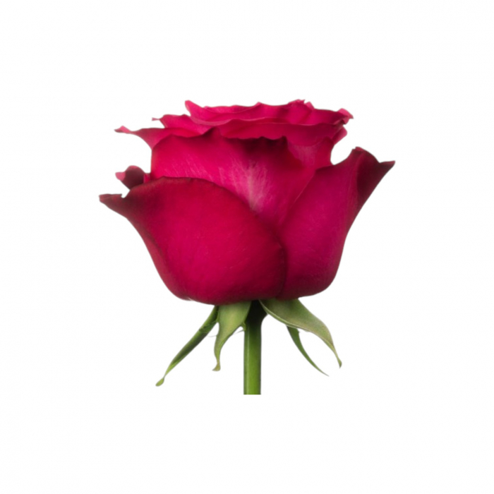 Trandafir ecuador Lola Super Premium Roz 70 cm [2]