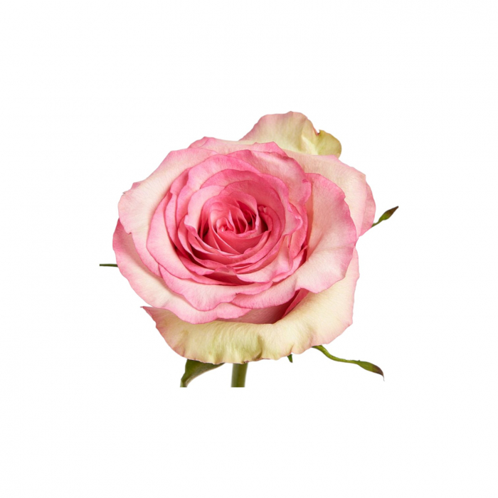 Trandafir ecuador Maggy Super Premium Bicolor 70 cm [1]