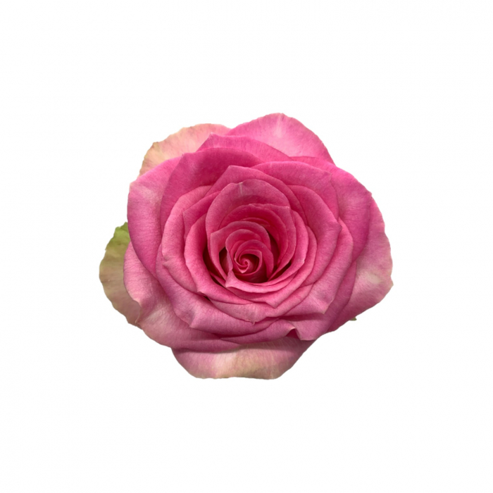 Trandafir ecuador Malibu Standard Bicolor 80 cm [1]