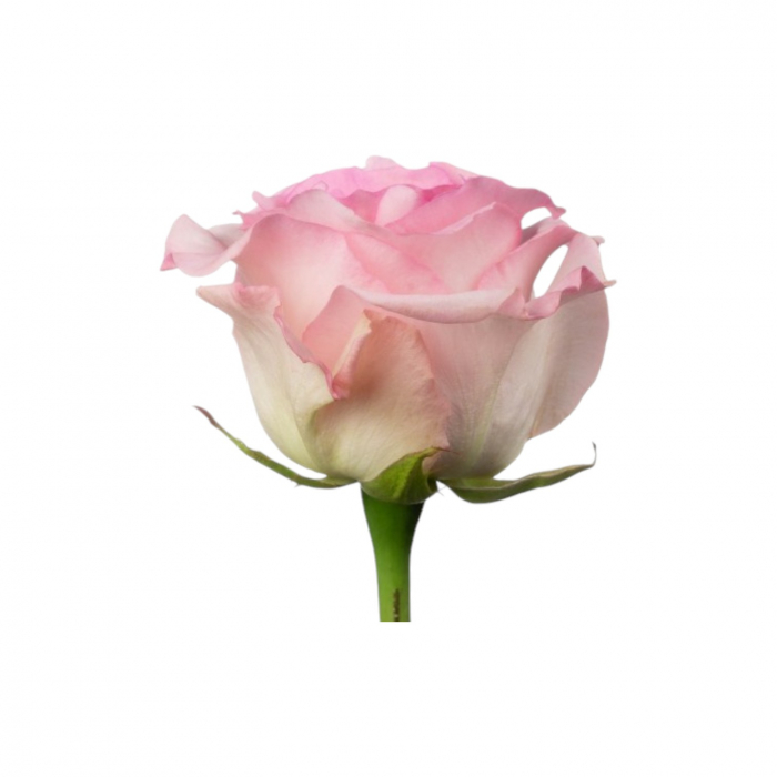 Trandafir ecuador Mandala Super Premium Roz 50 cm [2]