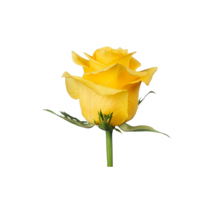 Trandafir ecuador Momentum Super Premium Galben 60 cm [2]