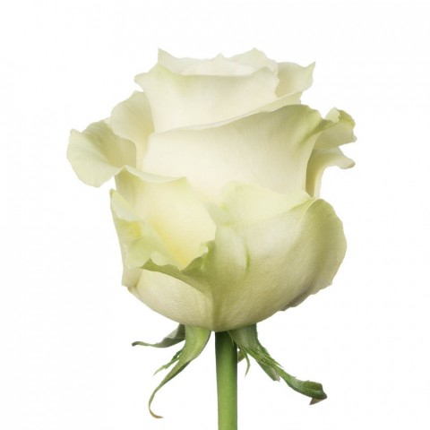 Trandafir ecuador Mondial Super Premium Alb 40 cm [2]