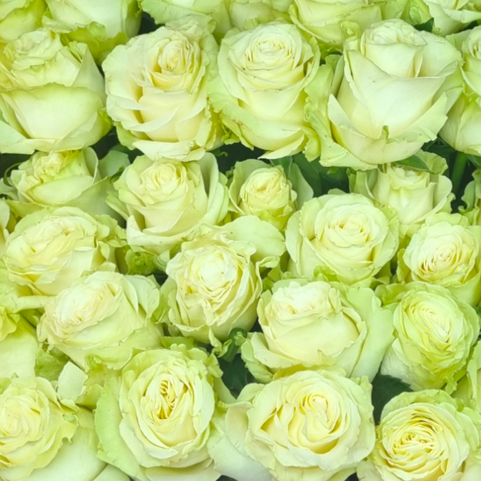 Trandafir ecuador Mondial Super Premium Alb 50 cm [6]