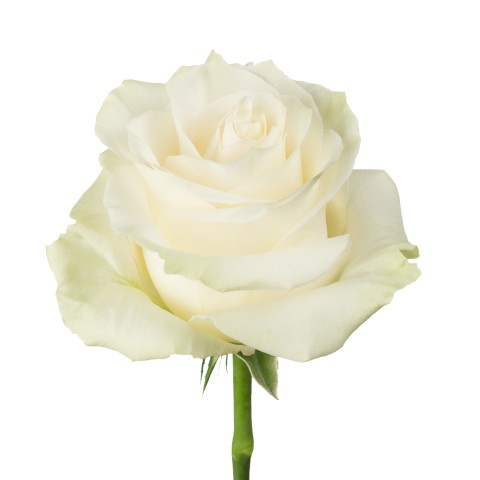 Trandafir ecuador Mondial Super Premium Alb 80 cm [3]