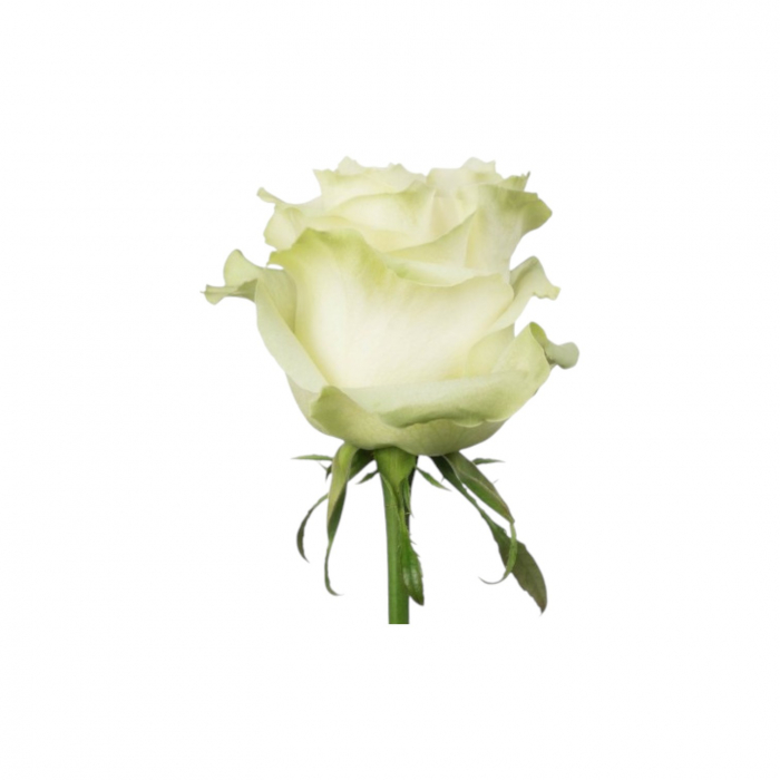 Trandafir ecuador Moonstone Premium Alb 60 cm [2]