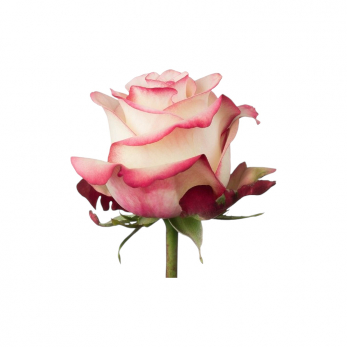 Trandafir ecuador Paloma Super Premium Alb 40 cm [2]