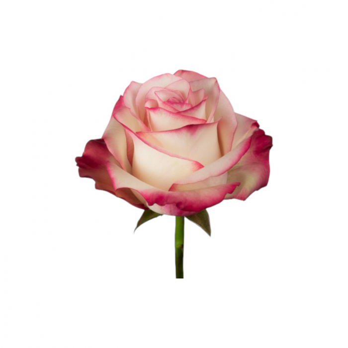 Trandafir ecuador Paloma Super Premium Alb 40 cm [3]