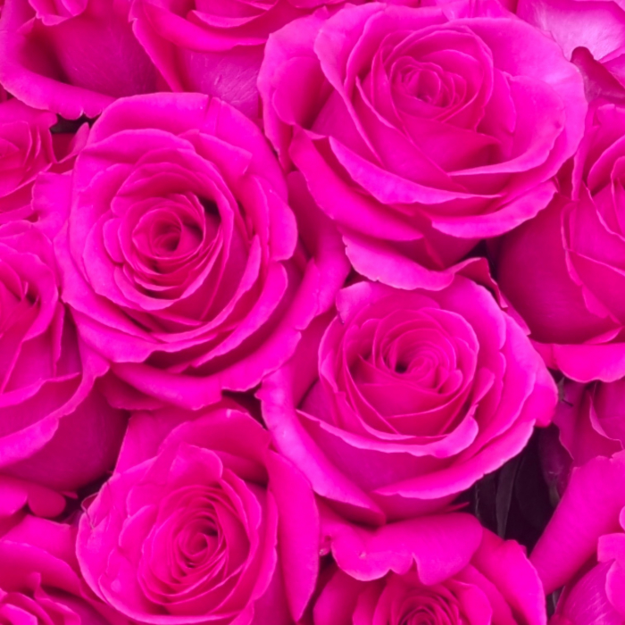 Trandafir ecuador Pink Floyd Premium Roz 50 cm [4]