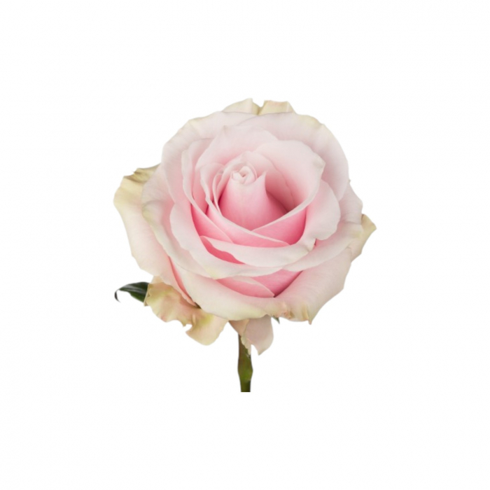 Trandafir ecuador Pink Mondial Super Premium Roz 70 cm [3]