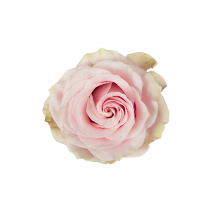 Trandafir ecuador Pink Mondial Super Premium Roz 70 cm [1]