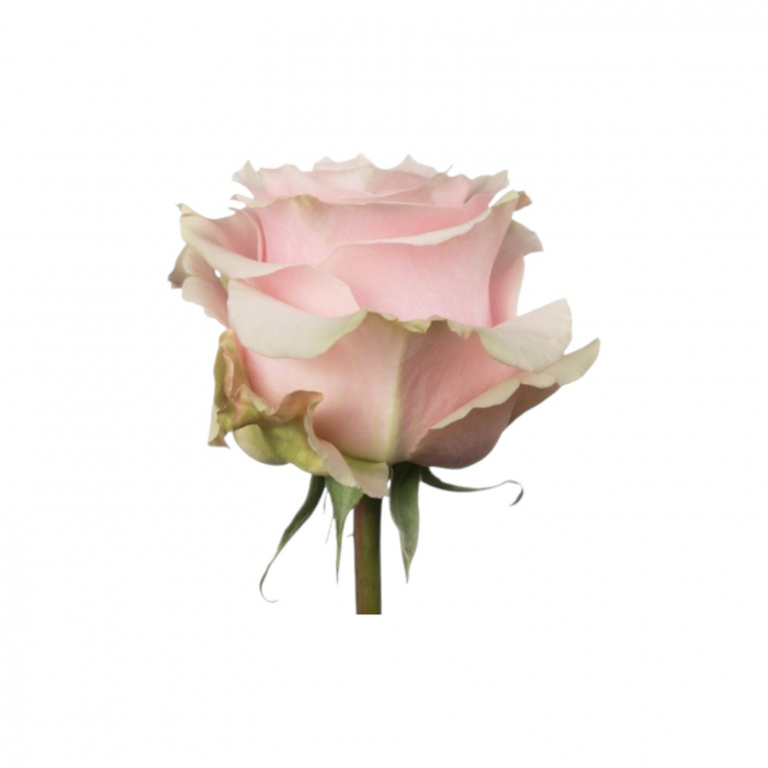 Trandafir ecuador Pink Mondial Super Premium Roz 70 cm [2]
