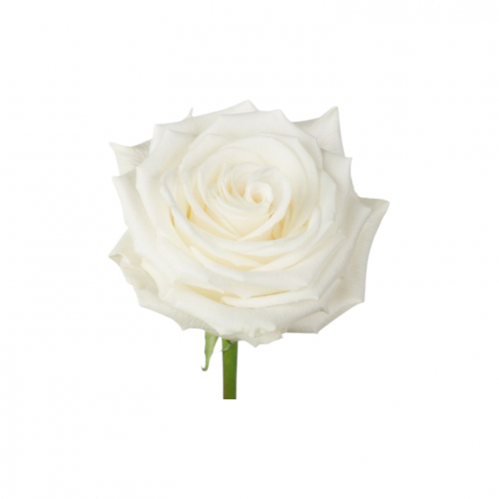 Trandafir ecuador Playa Blanca Super Premium Alb 50 cm [3]