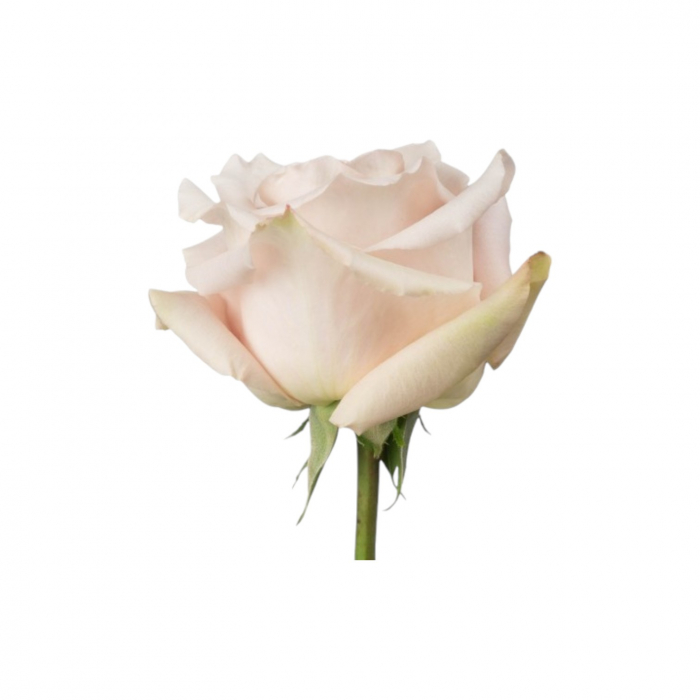 Trandafir ecuador Quicksand Super Premium Peach 60 cm [2]