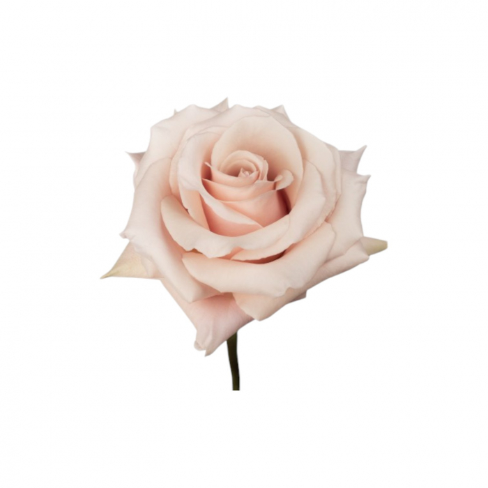 Trandafir ecuador Quicksand Super Premium Peach 70 cm [3]