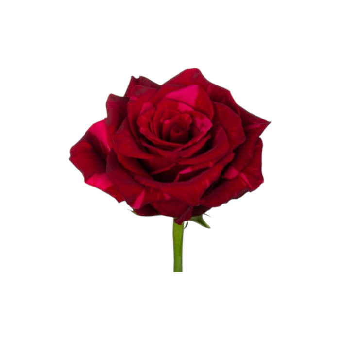 Trandafir ecuador Red Panther Super Premium Rosu Bicolor 50 cm [3]