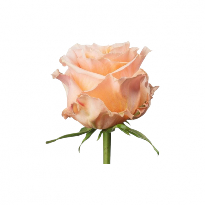 Trandafir ecuador Shimmer Premium Peach 70 cm [2]