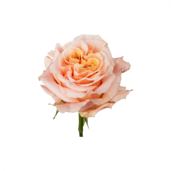 Trandafir ecuador Shimmer Premium Peach 80 cm [3]