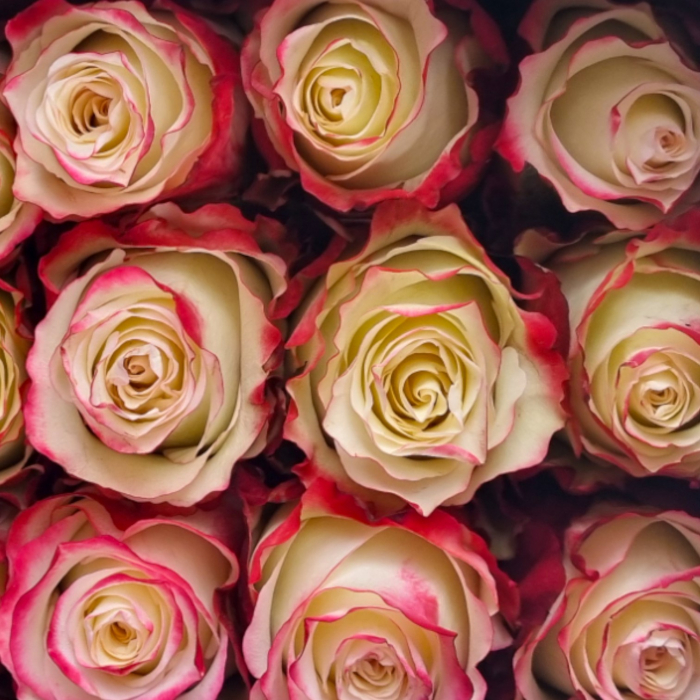 Trandafir ecuador Sweetness Standard Bicolor Alb Rosu 60 cm [4]