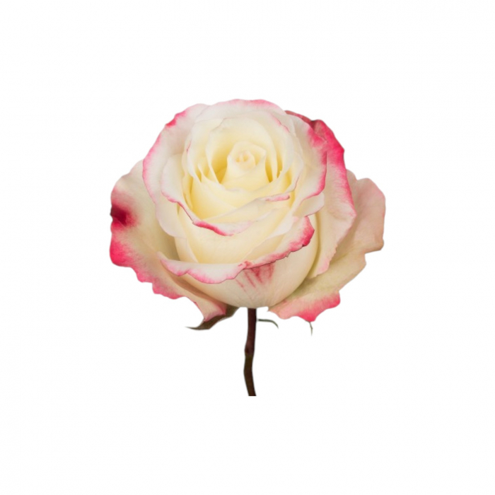 Trandafir ecuador Sweetness Standard Bicolor Alb Rosu 60 cm [3]