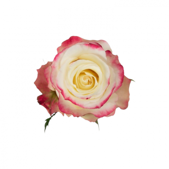 Trandafir ecuador Sweetness Standard Bicolor Alb Rosu 80 cm [1]
