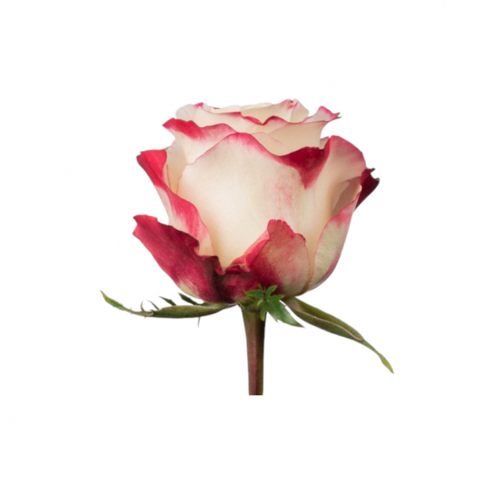 Trandafir ecuador Sweetness Standard Bicolor Alb Rosu 80 cm [2]