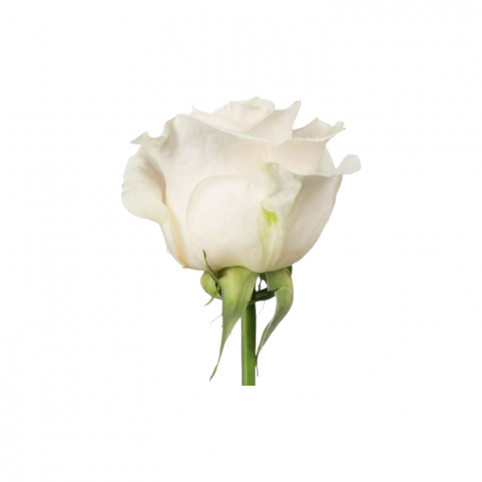 Trandafir ecuador Vendela Standard Alb 40 cm [2]