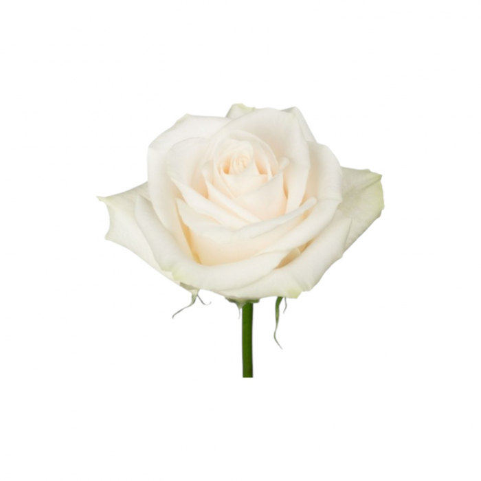 Trandafir ecuador Vendela Standard Alb 40 cm [3]