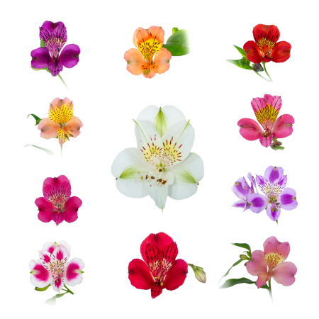 Alstroemeria mix - Alstroemeria