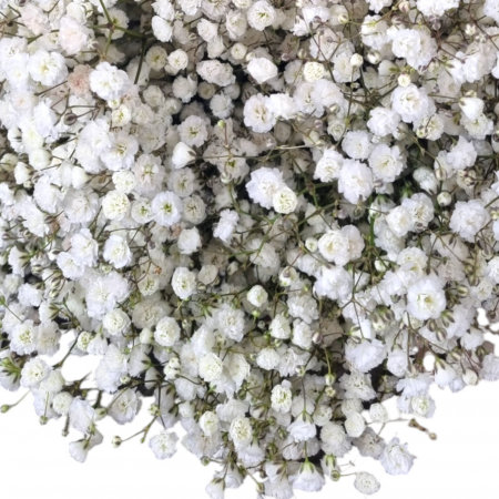Gypsophila - Gypsophila Paniculata Premium Albă
