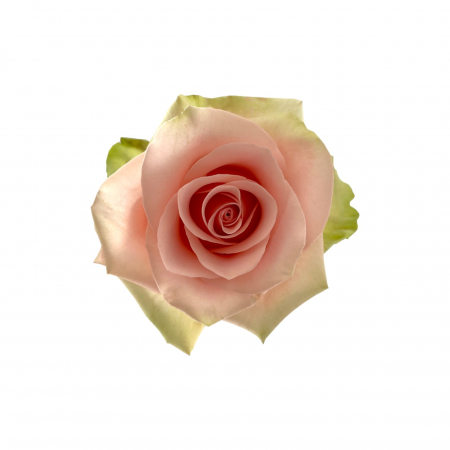 Trandafiri - Trandafir ecuador Absolut in Pink Premium  Bicolor Verde Roz deschis 50 cm