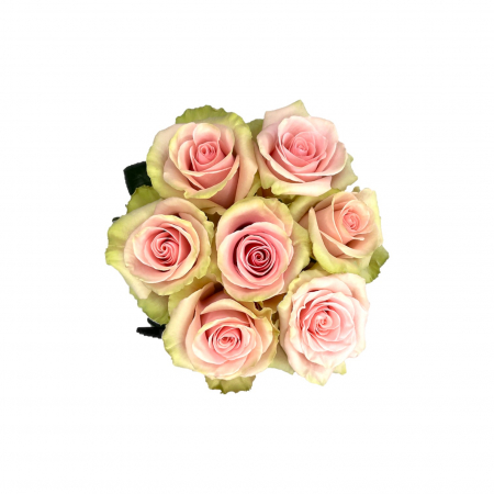 Trandafir ecuador Absolut in Pink Premium Bicolor Verde Roz deschis 70 cm [2]